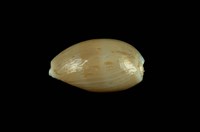 藏品(初雪寶螺)的圖片